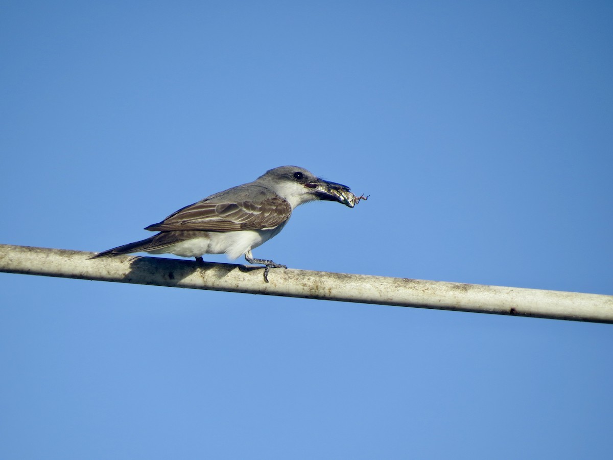 Gray Kingbird - ML639778650