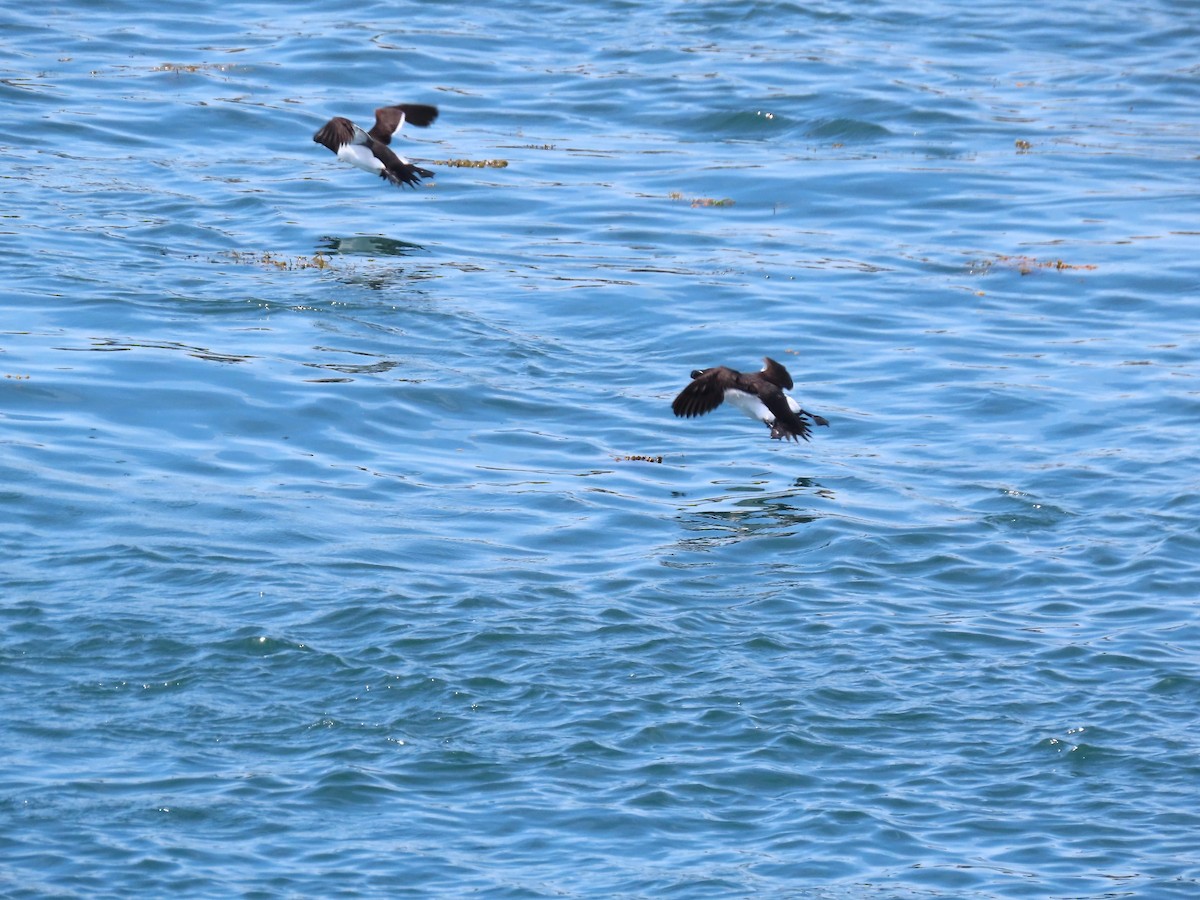 Razorbill - ML639778651