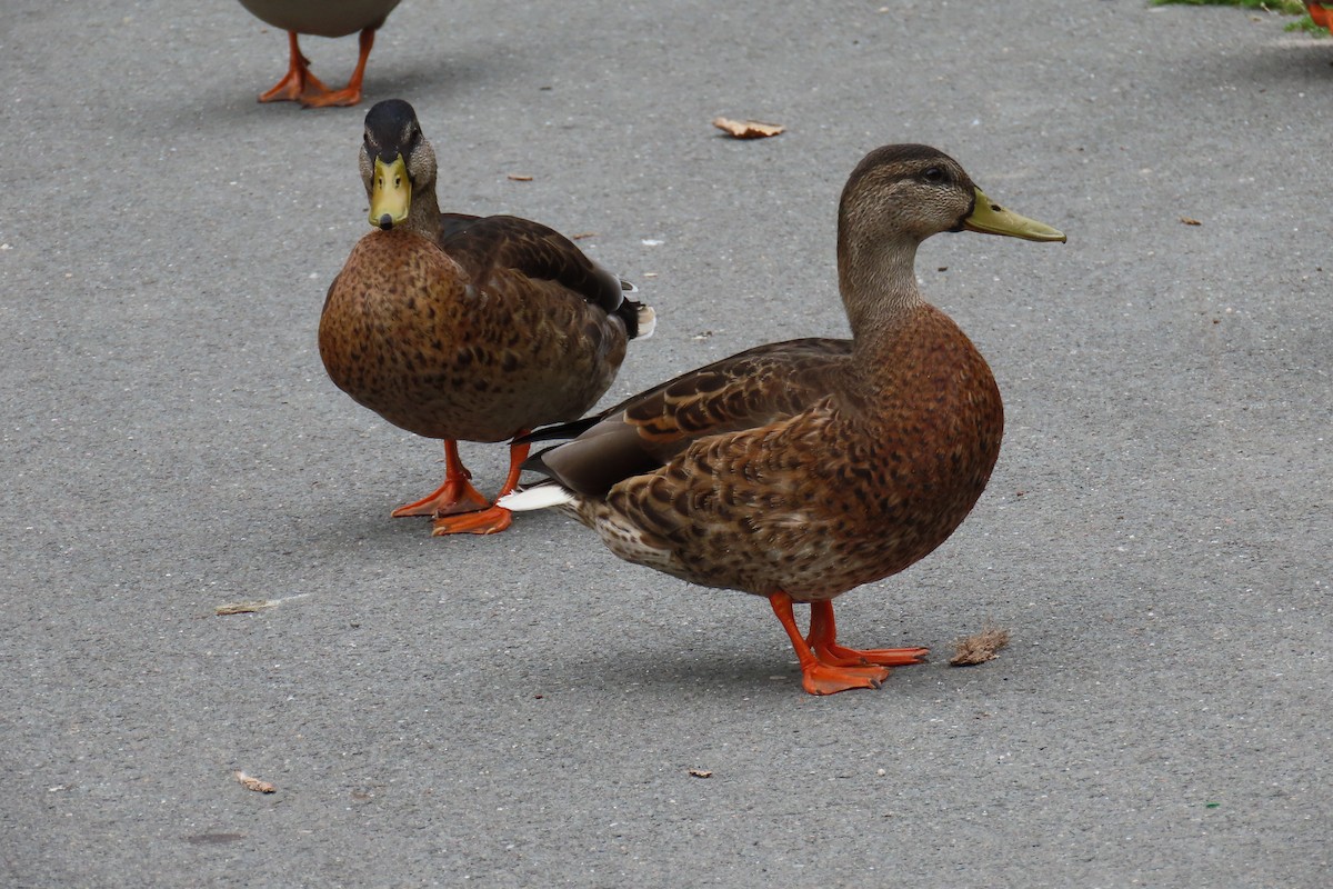 Canard colvert - ML639778653
