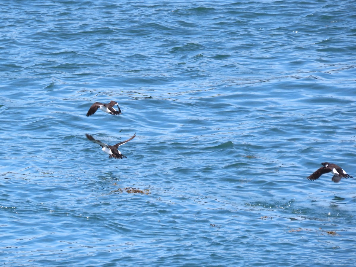 Razorbill - ML639778659