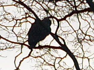 Black-crowned Night Heron - ML639778661
