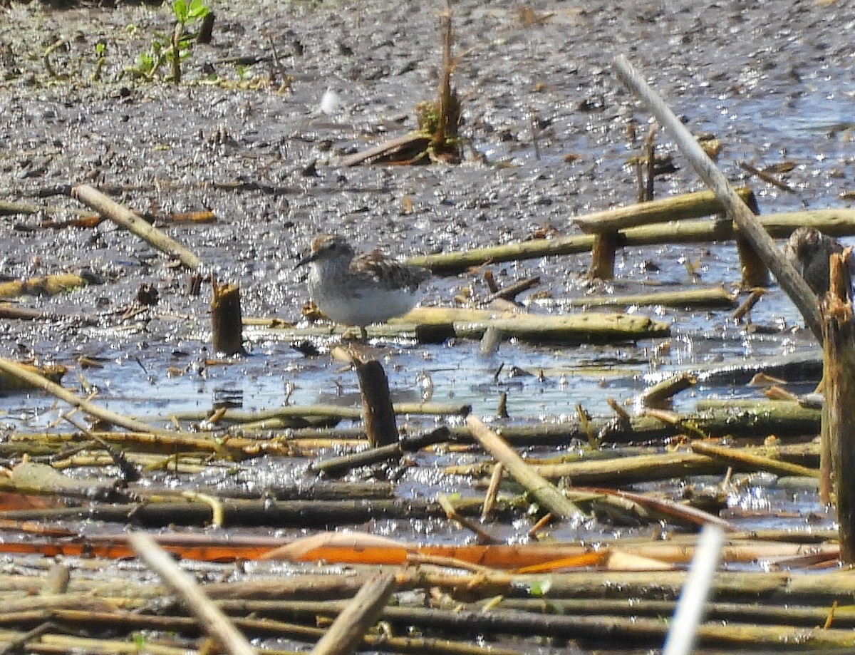 Least Sandpiper - ML639778663