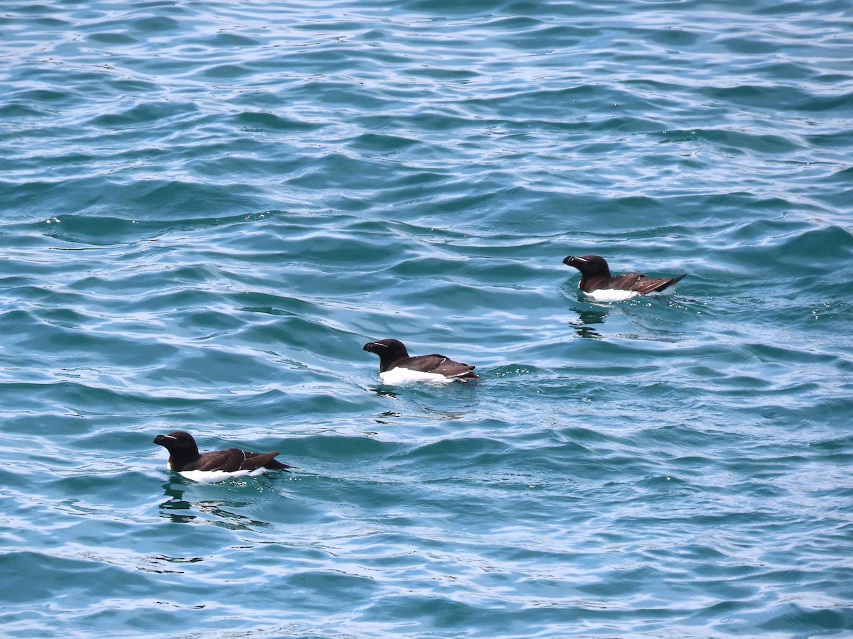 Razorbill - ML639778666