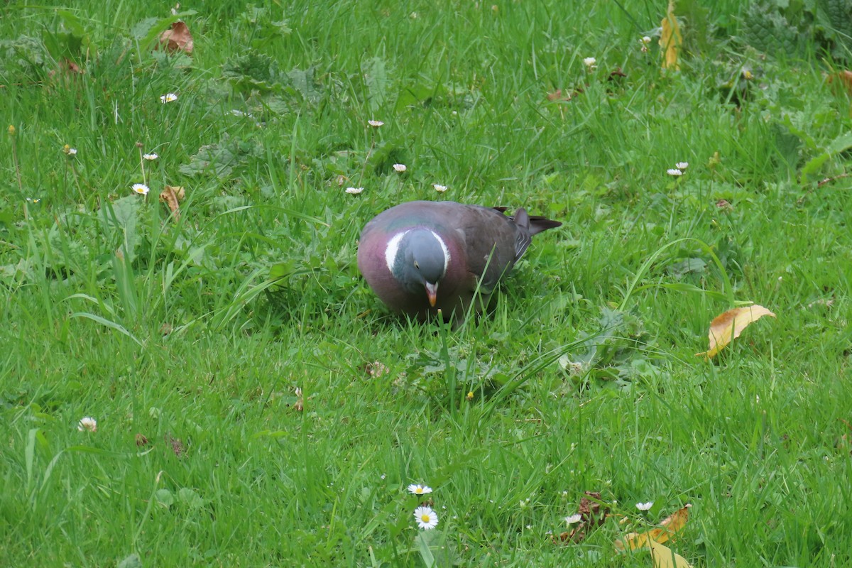 Pigeon ramier - ML639778678