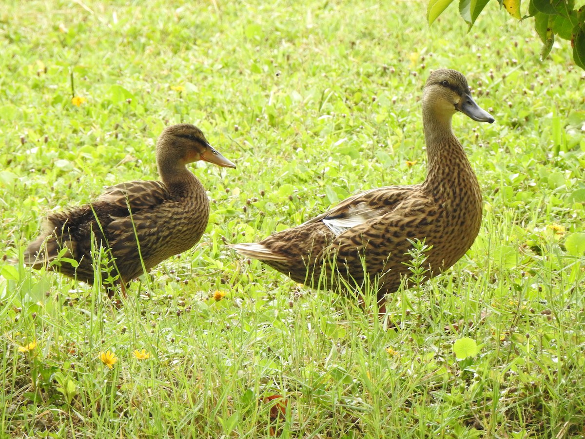 Mallard x Mottled Duck (hybrid) - ML639778685