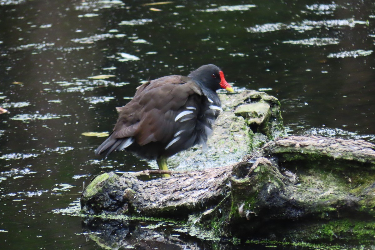 Gallinule poule-d'eau - ML639778688