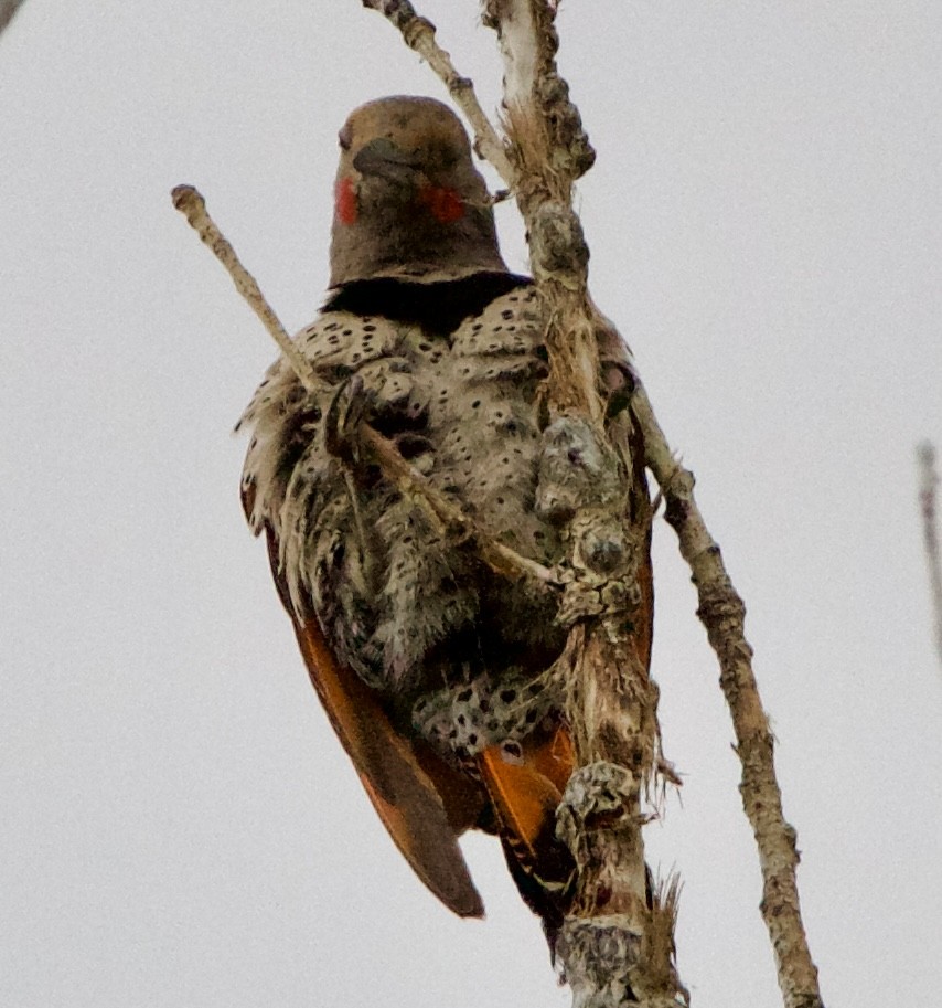 Northern Flicker (Red-shafted) - ML639778714