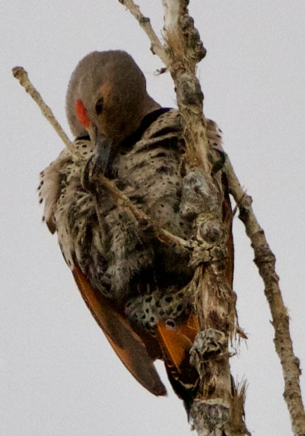 Northern Flicker (Red-shafted) - ML639778716
