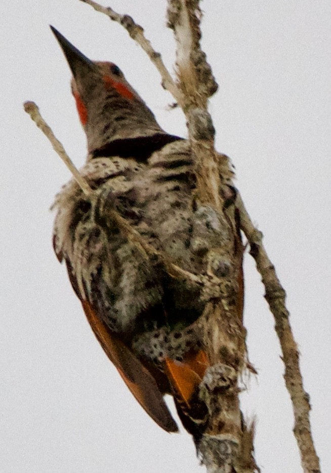 Northern Flicker (Red-shafted) - ML639778717
