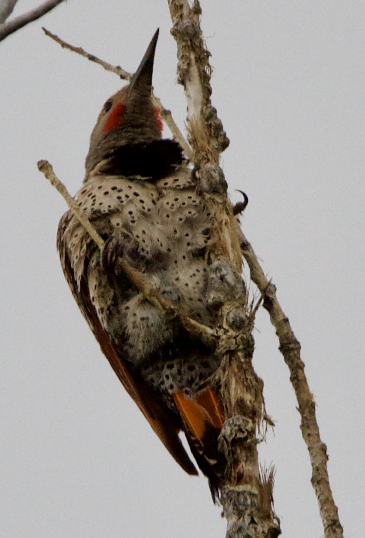 Northern Flicker (Red-shafted) - ML639778719