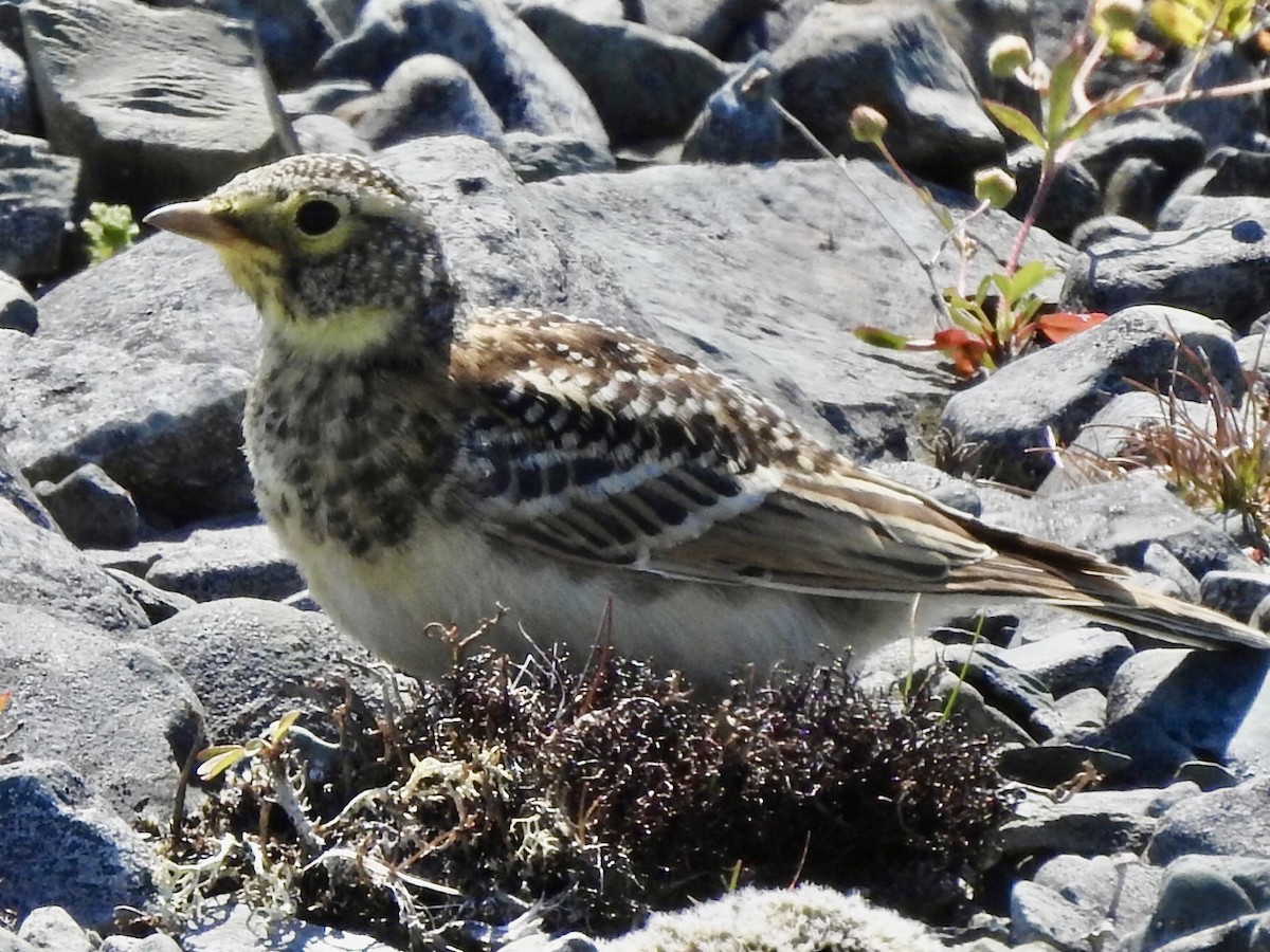 Horned Lark - ML639778726