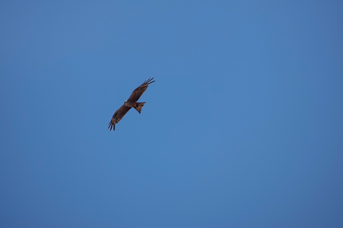 Black Kite - ML639778756