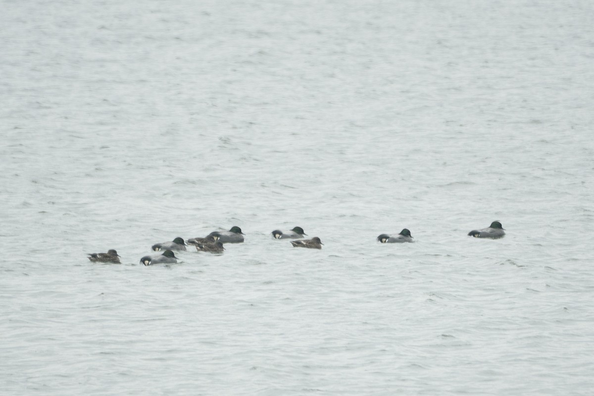 Falcated Duck - ML639778773