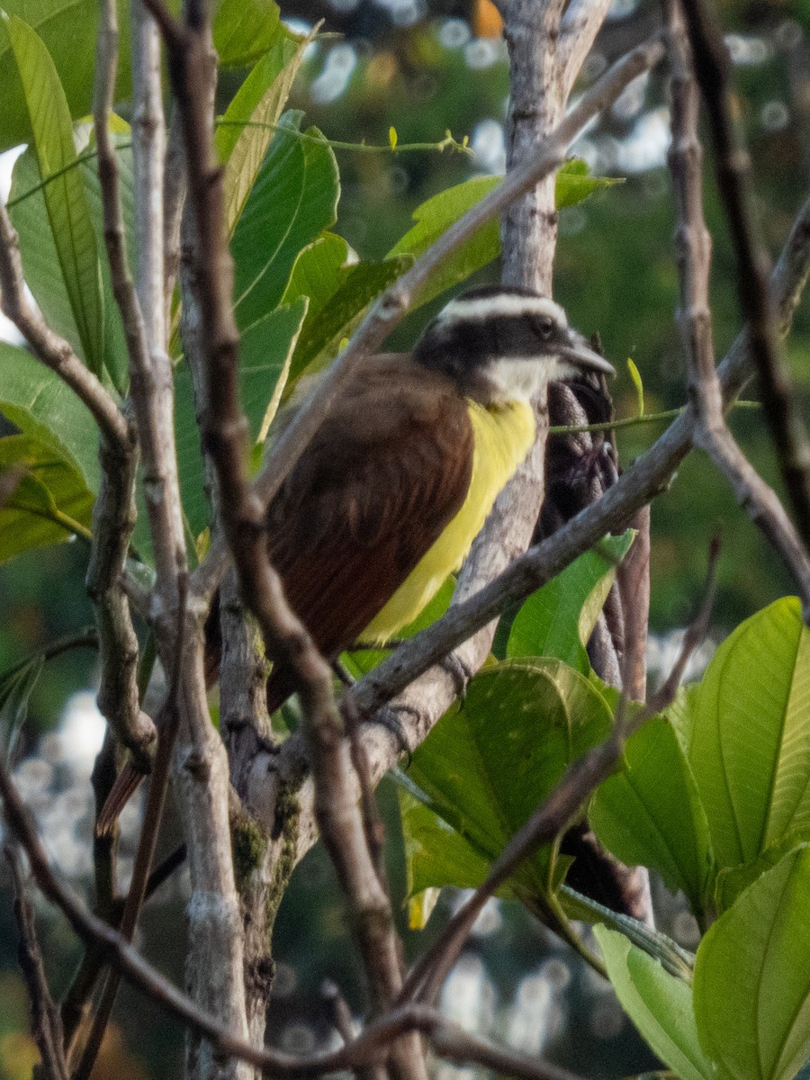 Great Kiskadee - ML639778783