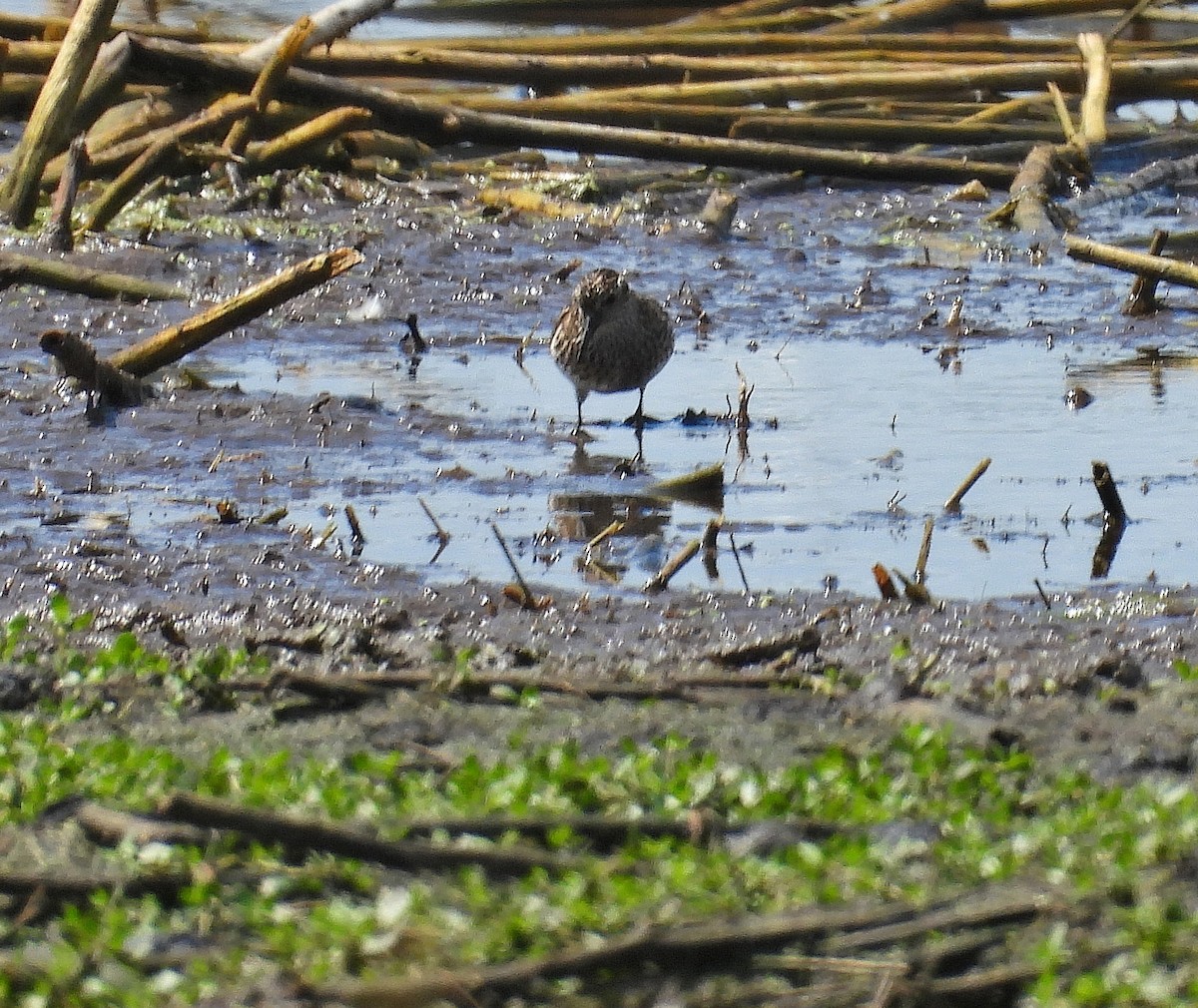 Pectoral Sandpiper - ML639778791
