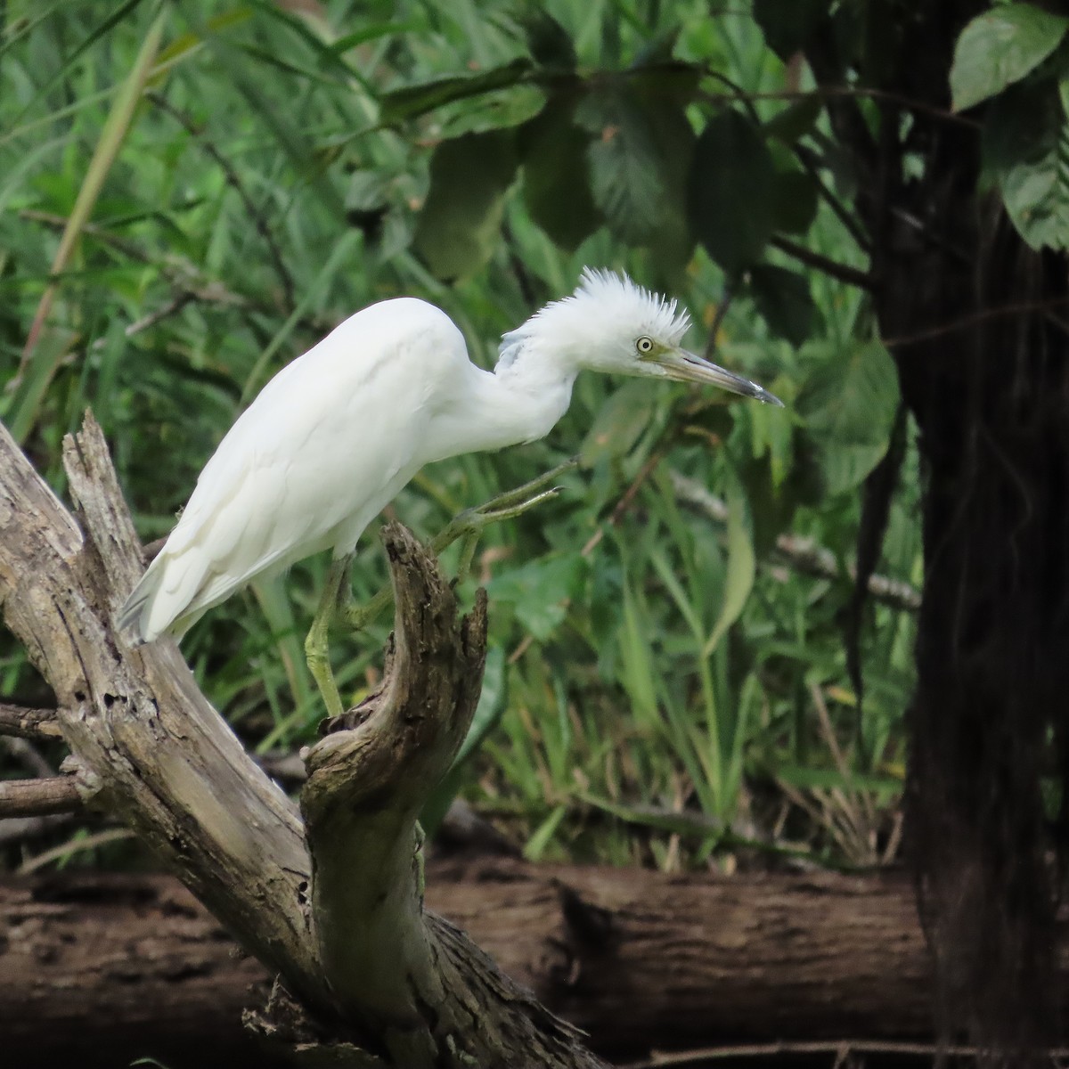 Little Blue Heron - ML639778796
