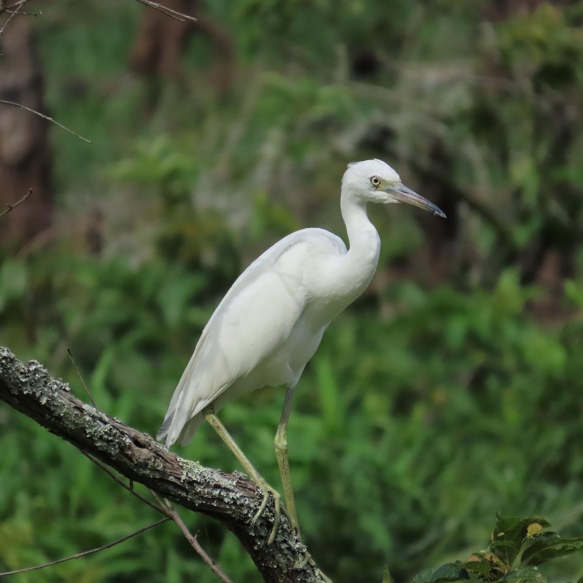 Little Blue Heron - ML639778803