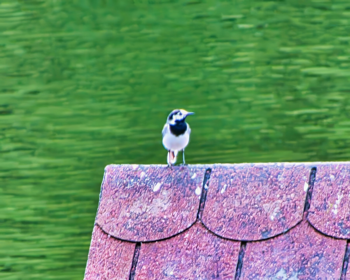 White Wagtail (White-faced) - ML639778855