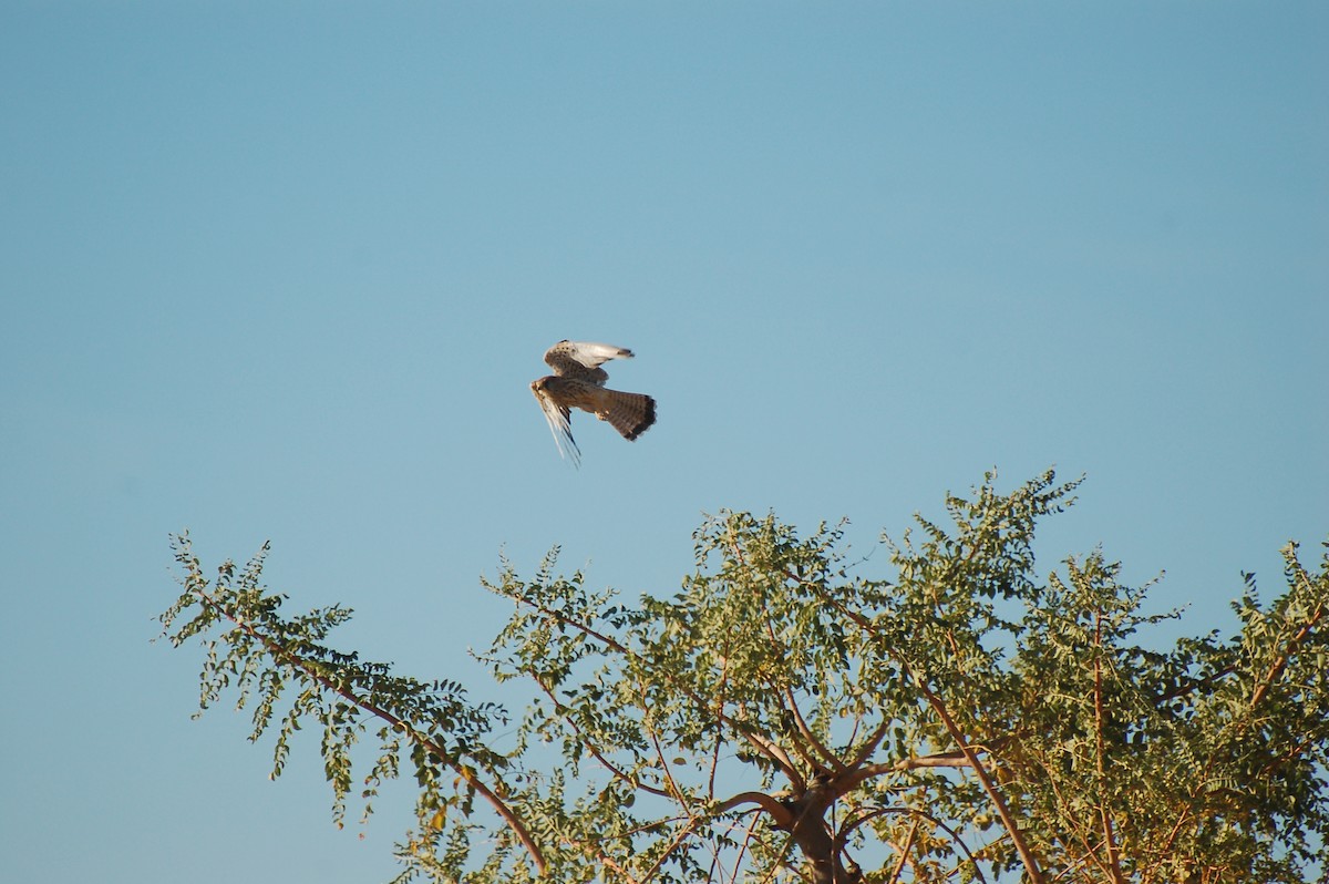Lesser Kestrel - ML639778872