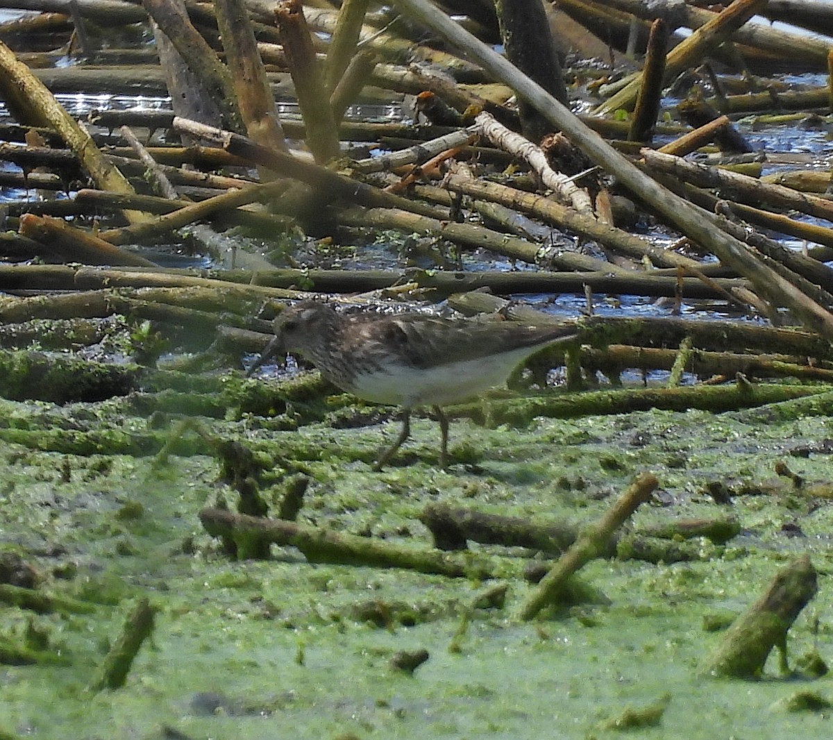 Least Sandpiper - ML639778900