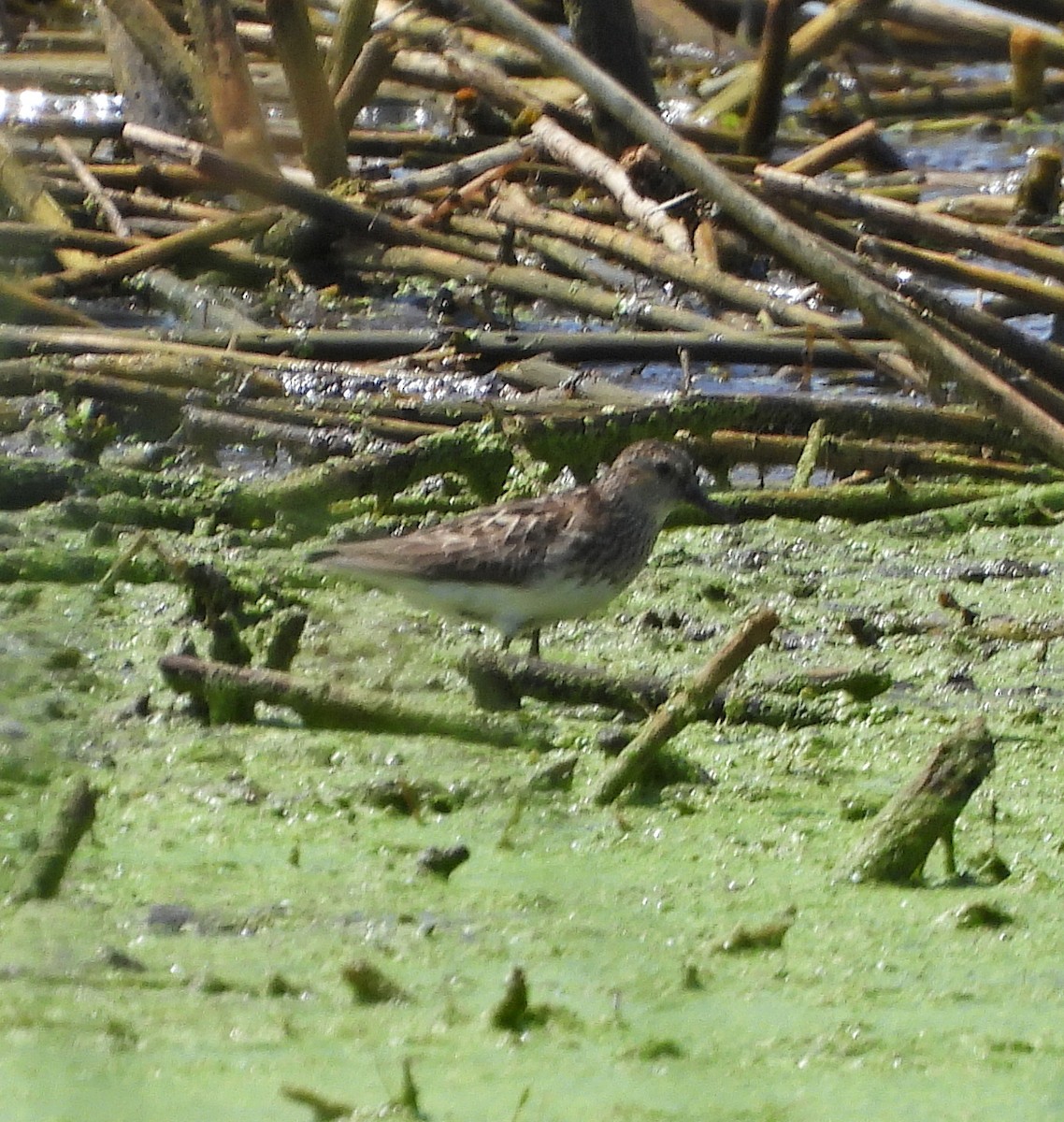 Least Sandpiper - ML639778944