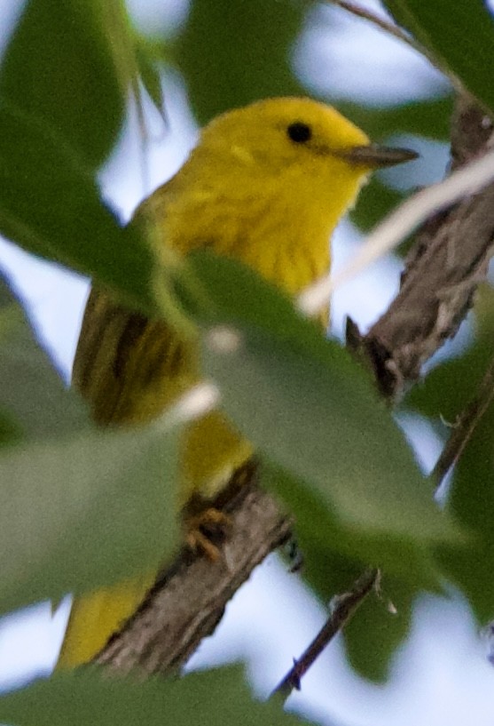 Yellow Warbler - ML639778951
