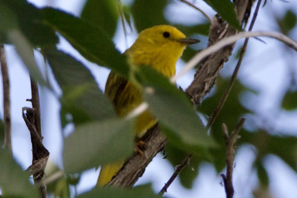 Yellow Warbler - ML639778952