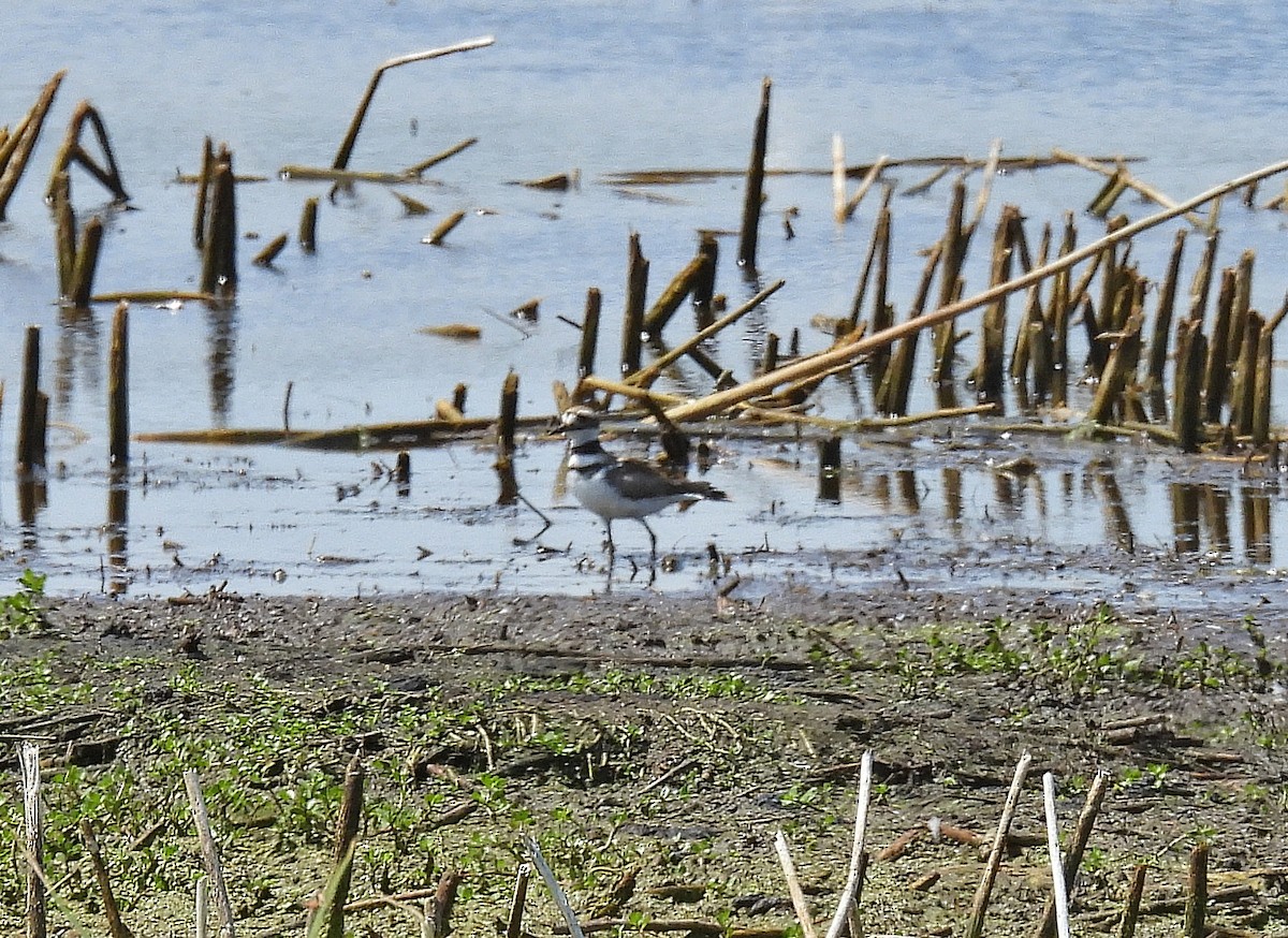 Killdeer - ML639778962