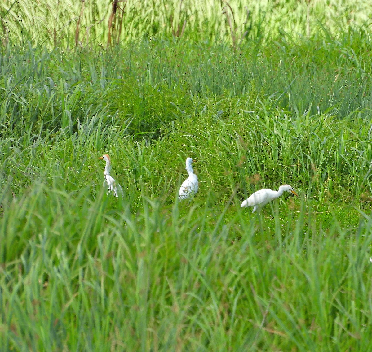 Western Cattle-Egret - ML639778969