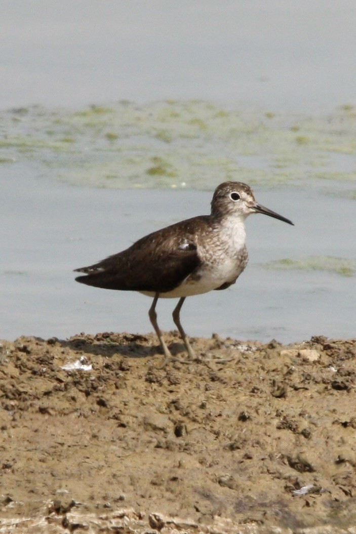 Solitary Sandpiper - ML639778994