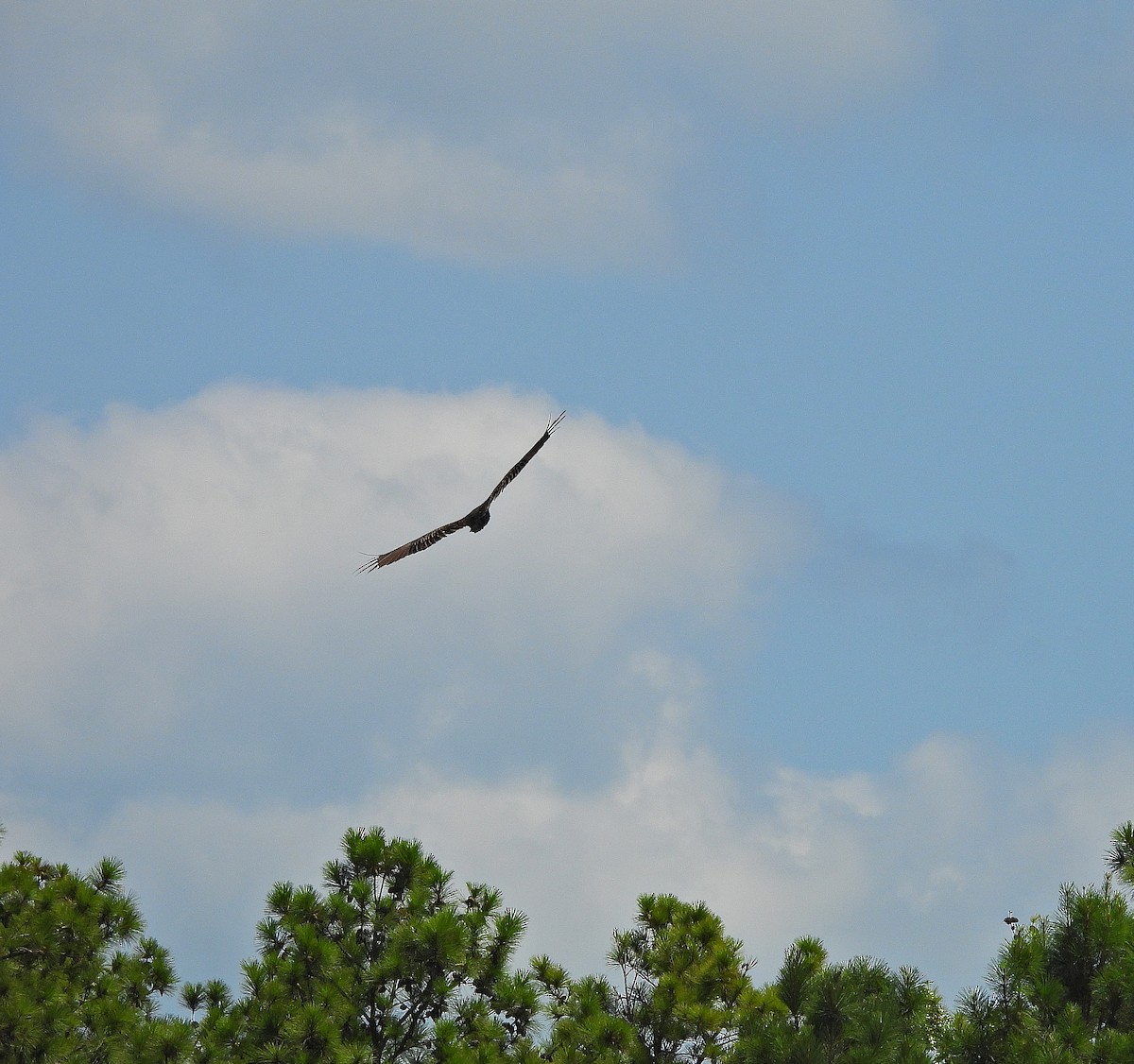 Turkey Vulture - ML639779000