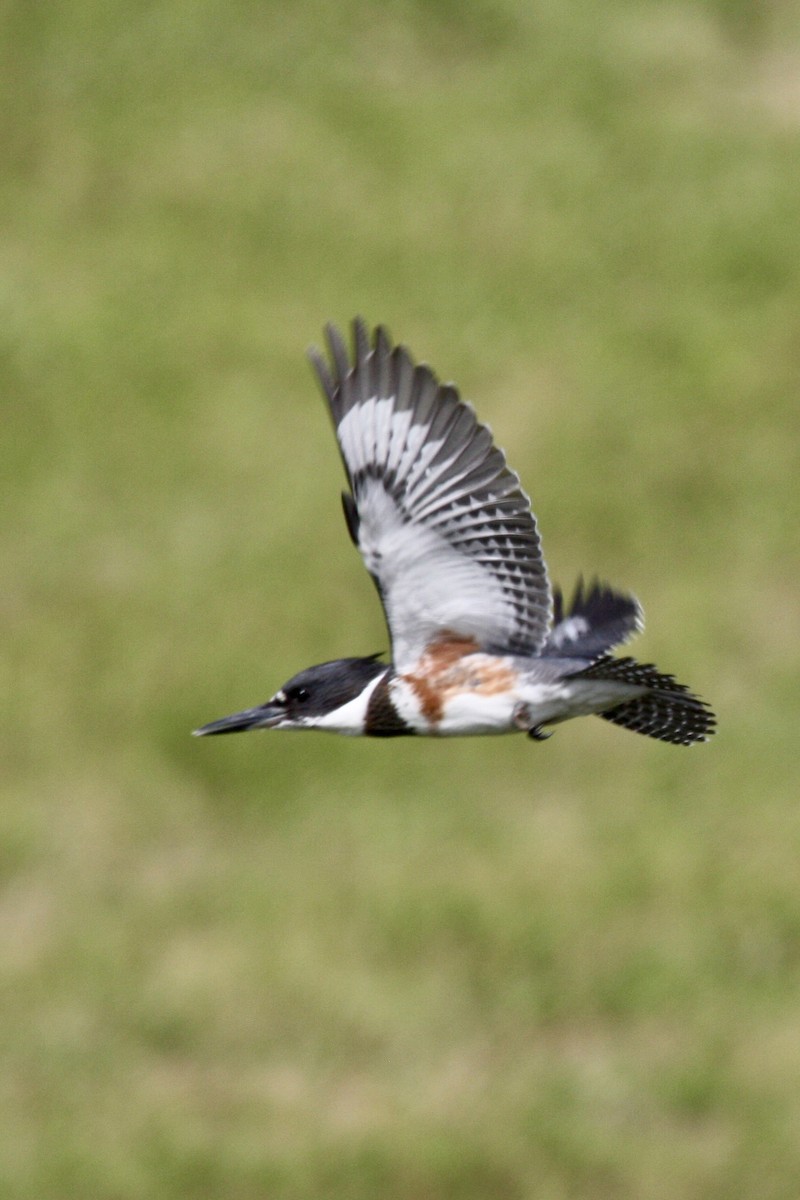 Belted Kingfisher - ML639779016