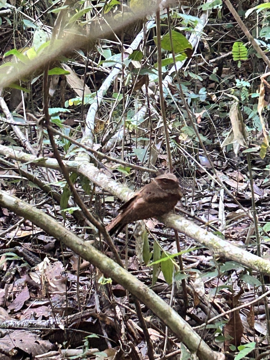 Rufous Nightjar - ML639779023
