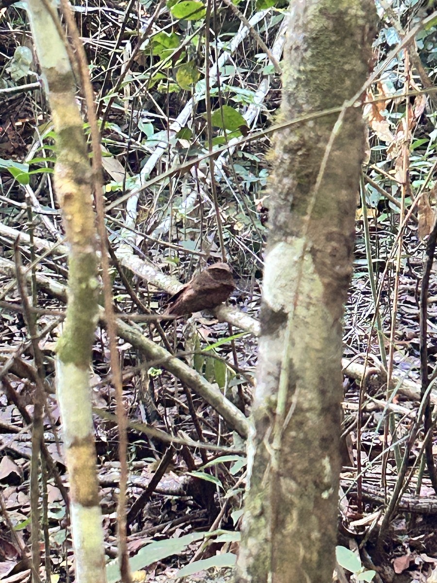 Rufous Nightjar - ML639779024