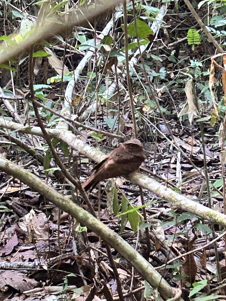 Rufous Nightjar - ML639779025