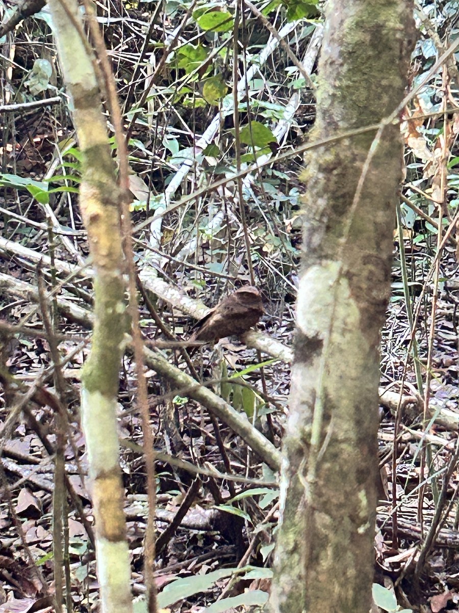 Rufous Nightjar - ML639779026