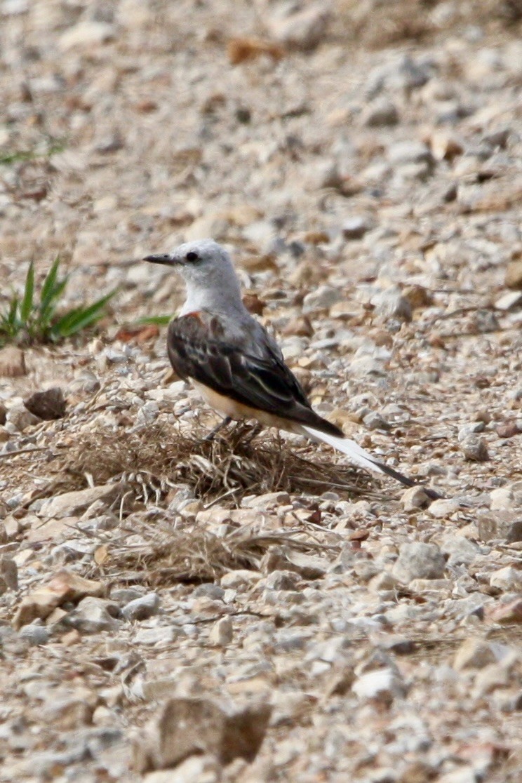 Scissor-tailed Flycatcher - ML639779028