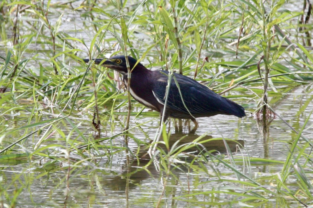 Green Heron - ML639779048