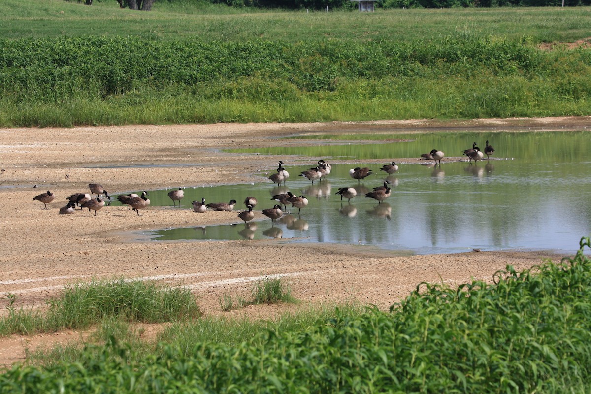 Canada Goose - ML639779053