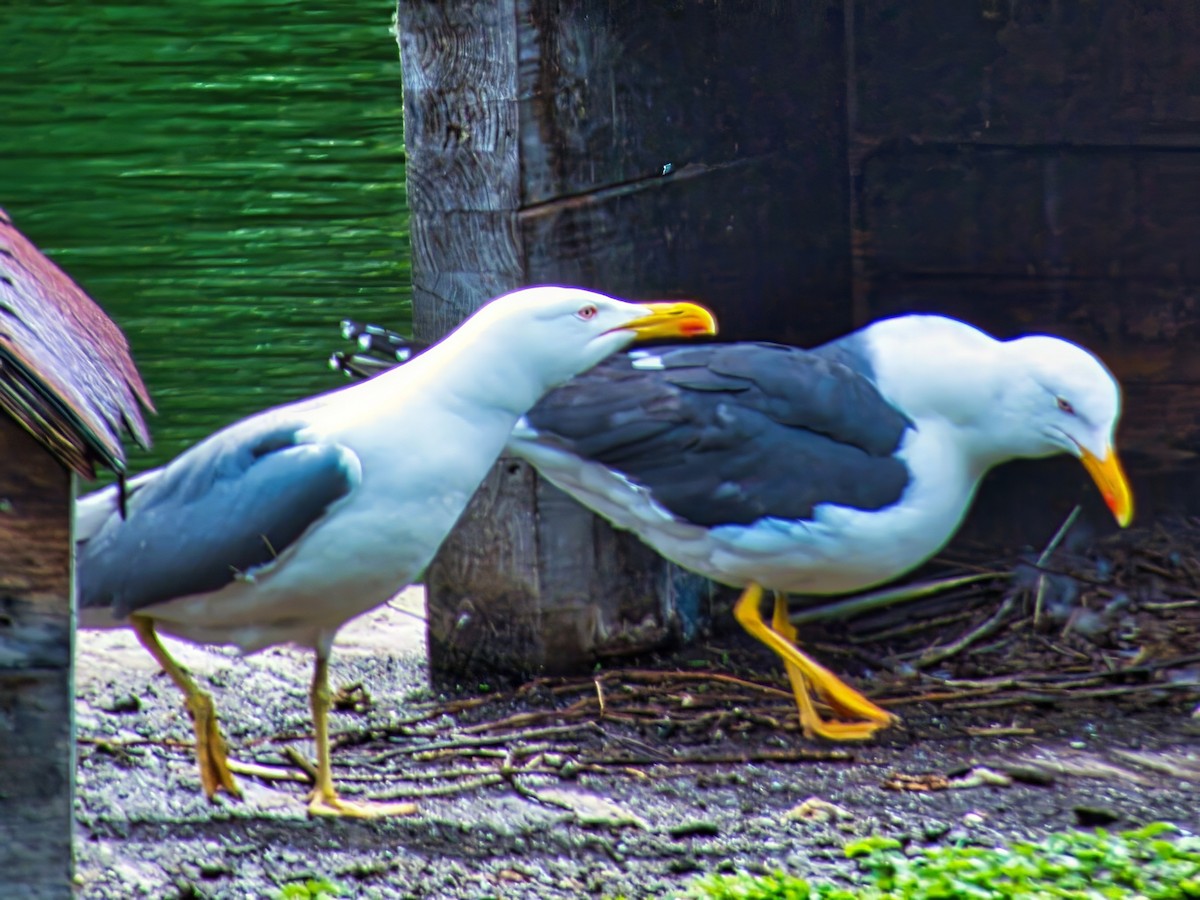 Yellow-legged Gull - ML639779060