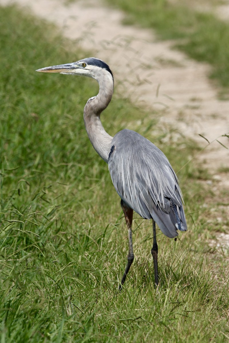 Great Blue Heron - ML639779062