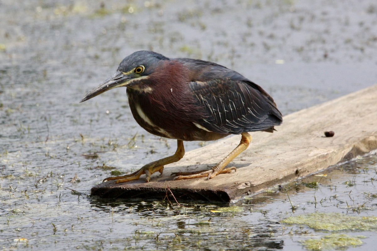 Green Heron - ML639779067