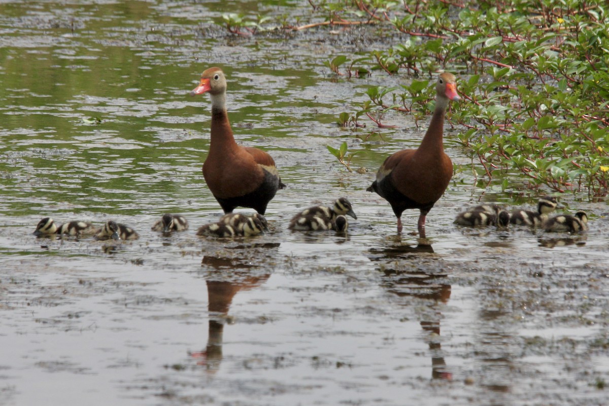 Black-bellied Whistling-Duck - ML639779075