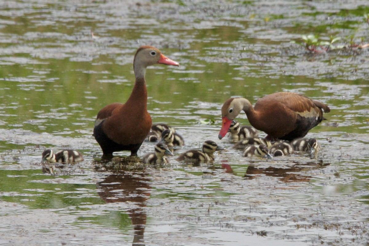 Black-bellied Whistling-Duck - ML639779078