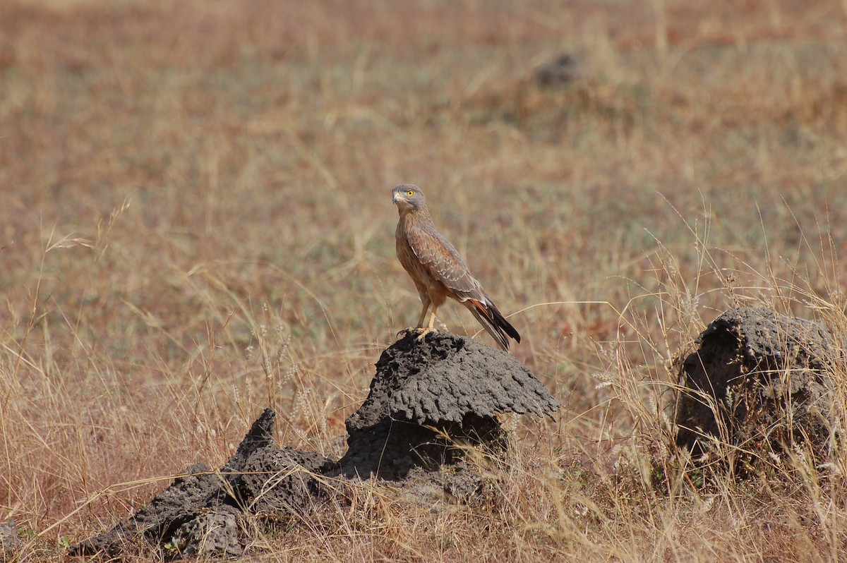 Grasshopper Buzzard - ML639779082