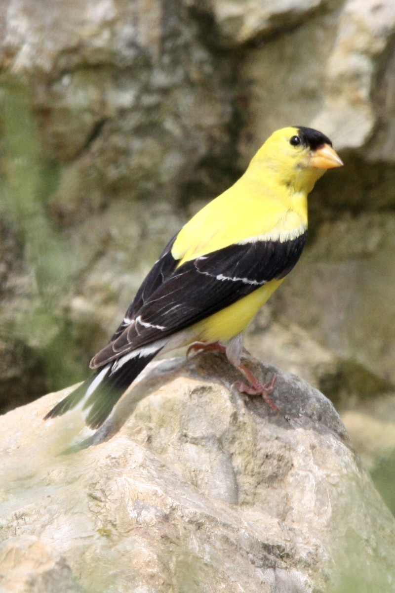 American Goldfinch - ML639779105