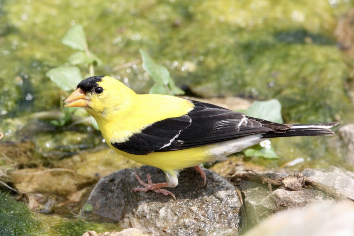 American Goldfinch - ML639779108