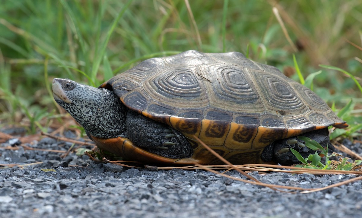 Diamondback Terrapin - ML639779141
