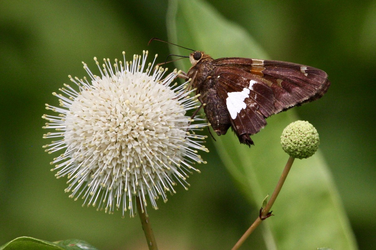 Silver-spotted Skipper - ML639779175