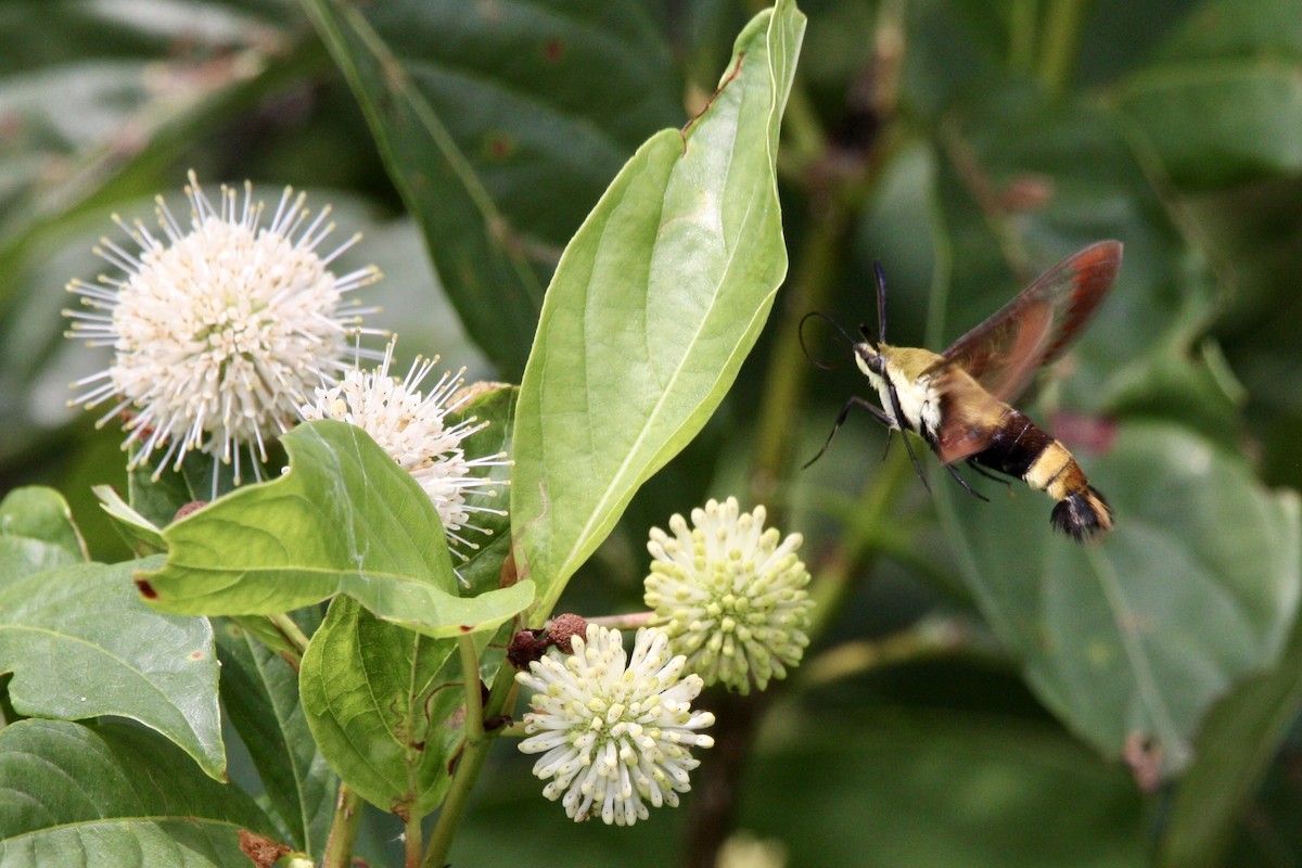 Insects - ML639779194